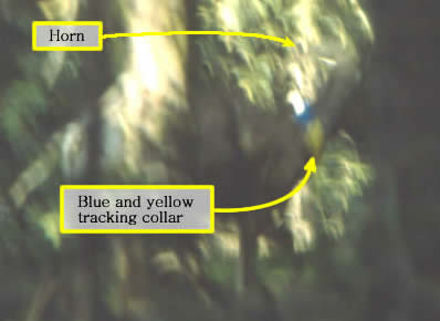 A poor photo of a ram