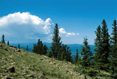 Looking through the trees at the scenery from Mount Phillips